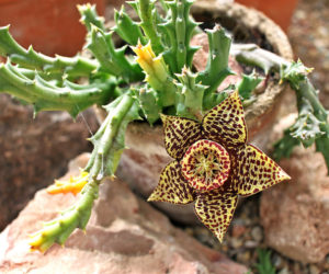 stapelia variegata