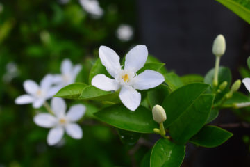 stephanotis