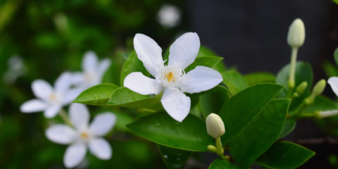 stephanotis