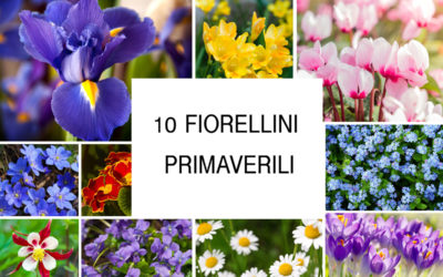 Fiorellini primaverili