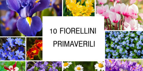 Fiorellini primaverili