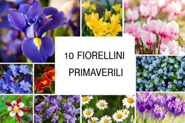 Fiorellini primaverili