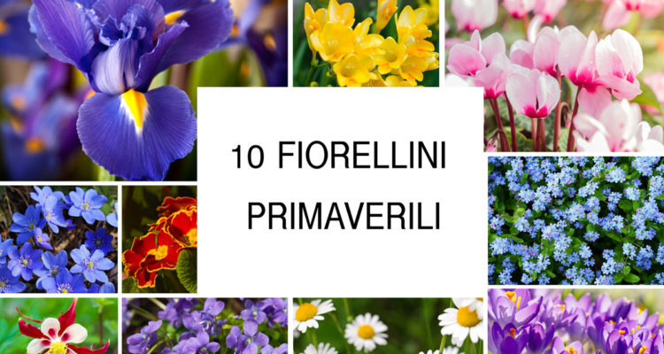 Fiorellini primaverili