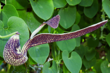 aristolochia