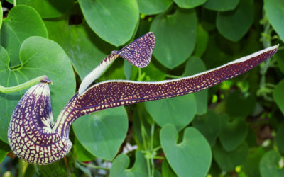 aristolochia