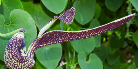 aristolochia