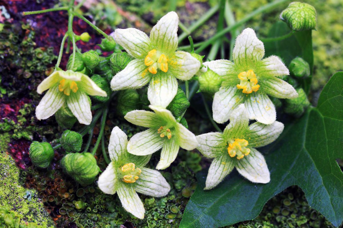 Bryonia dioica, la vite bianca | La pianta velenosa impiegata in omeopatia