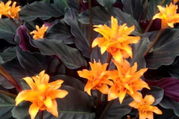 calathea crocata