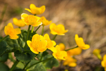 caltha palustris