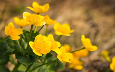 caltha palustris