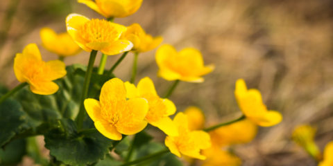 caltha palustris