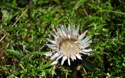 carlina acaulis