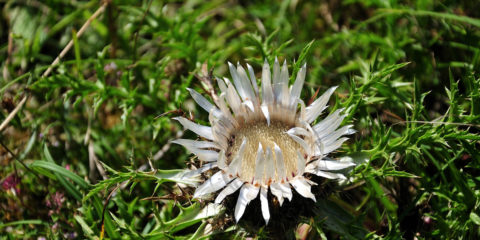 carlina acaulis