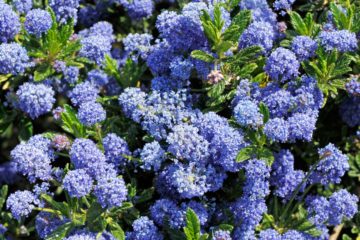 ceanothus