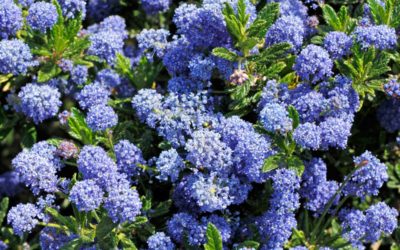 ceanothus