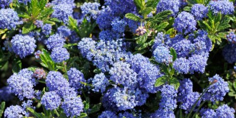 ceanothus