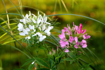 cleome