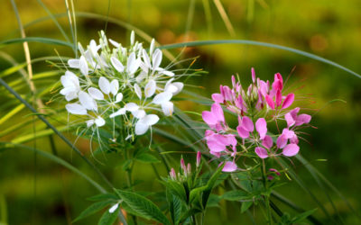 cleome