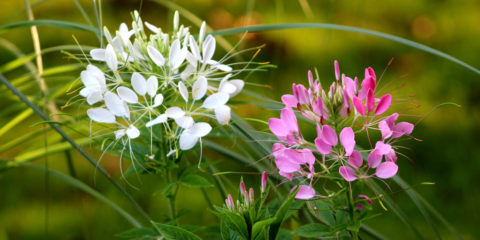 cleome