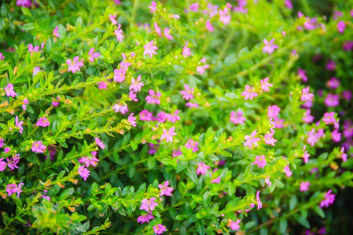 Cuphea hyssopifolia, cespugliosa ornamentale Consigli per la coltivazione