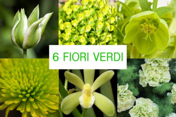 fiori verdi