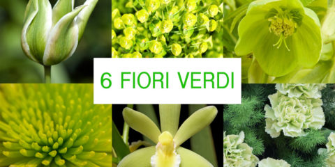 fiori verdi