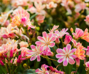 lewisia