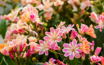 lewisia