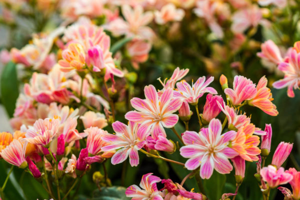 lewisia