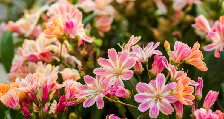 lewisia