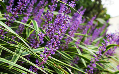 liriope