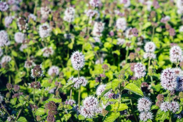 menta acquatica