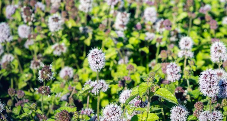 menta acquatica