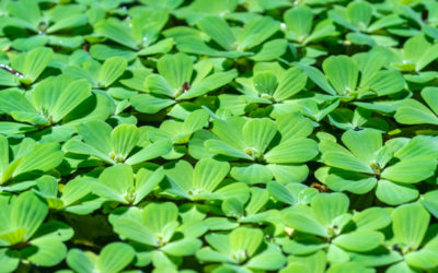 pistia stratiotes