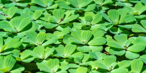 pistia stratiotes