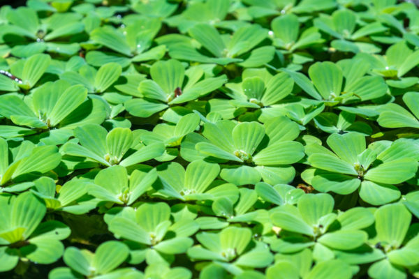 pistia stratiotes
