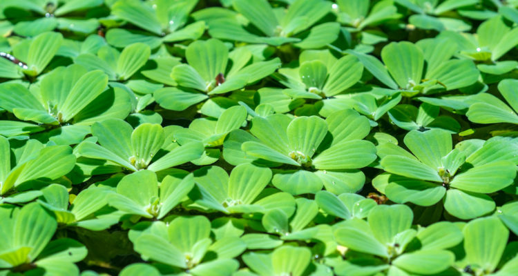 pistia stratiotes