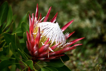 protea