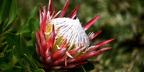 protea