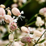 Silene vulgaris, l'erbacea commestibile dai tanti benefici | Coltivazione