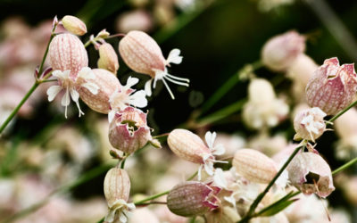 silene vulgaris