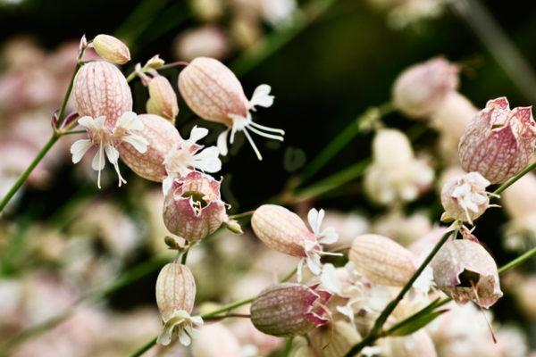 silene vulgaris