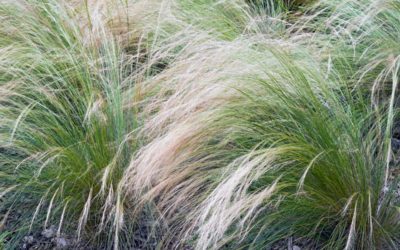 stipa