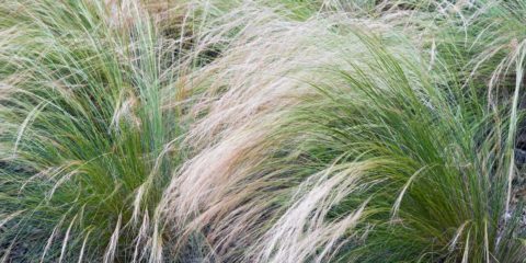 stipa