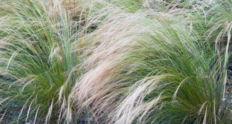 stipa