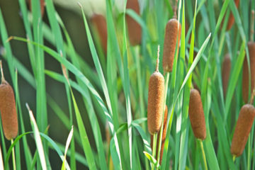 typha latifolia