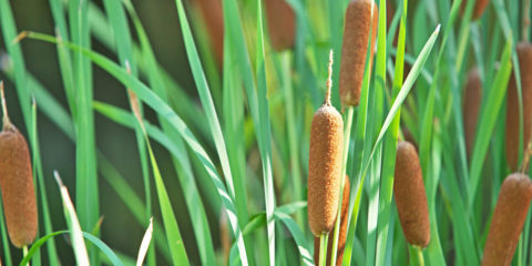 typha latifolia