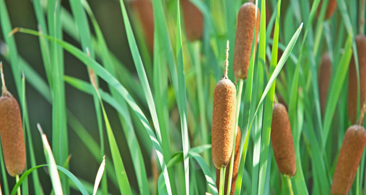 typha latifolia