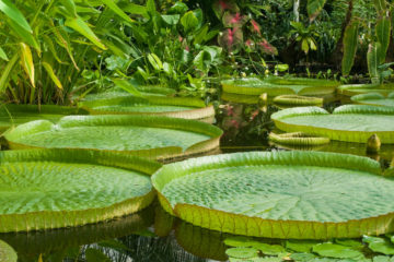 victoria amazonica