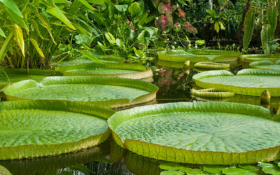 victoria amazonica